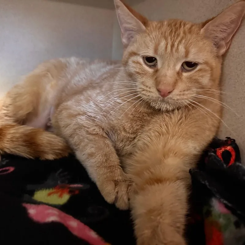 An adult medium-sized female Orange / Red Domestic Short Hair cat named Emree for adoption in Wheeling, IL
