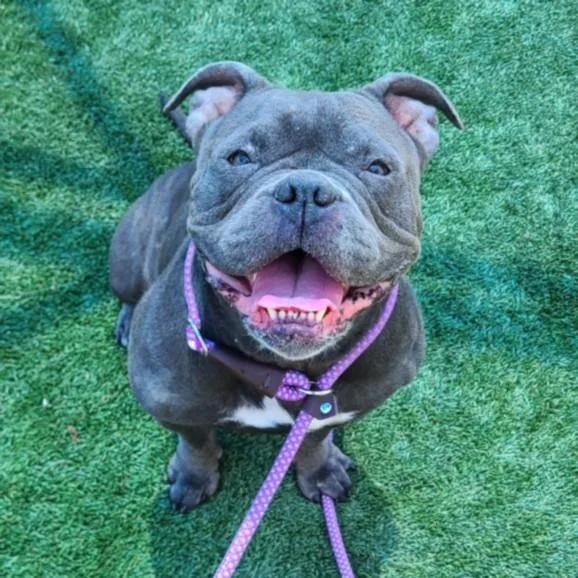 An adult large-sized female Mixed Breed dog named Heidi for adoption in Los Angeles, CA