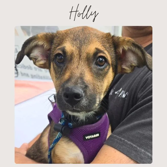 A baby small-sized female Brown / Chocolate Mixed Breed dog named Holly for adoption in San Juan Capistrano, CA