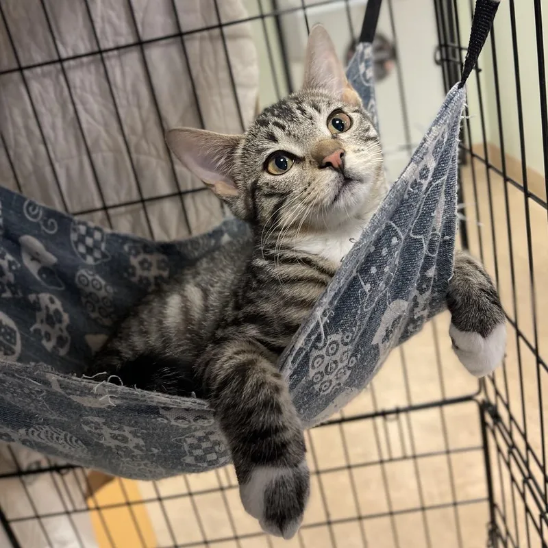 A baby small-sized male Brown / Chocolate Domestic Short Hair cat named Otter for adoption in Walden, NY