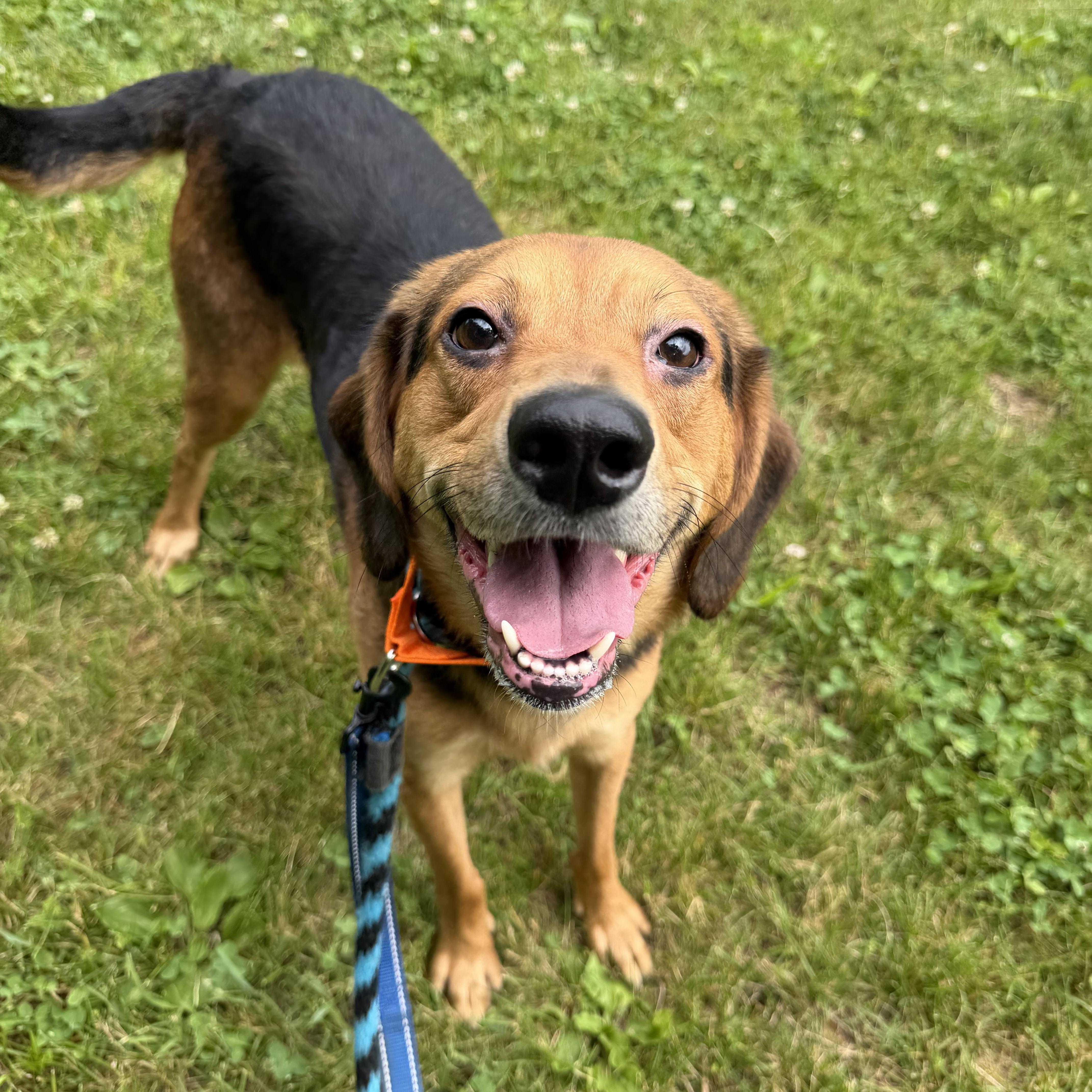 A young medium-sized male Black and Tan Coonhound dog named Brentley for adoption in Phoenixville, PA