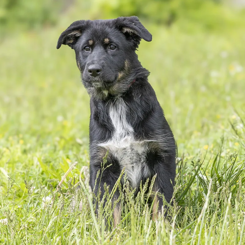 A baby large-sized female Black German Shepherd Dog dog named Paisley for adoption in Stroudsburg, PA