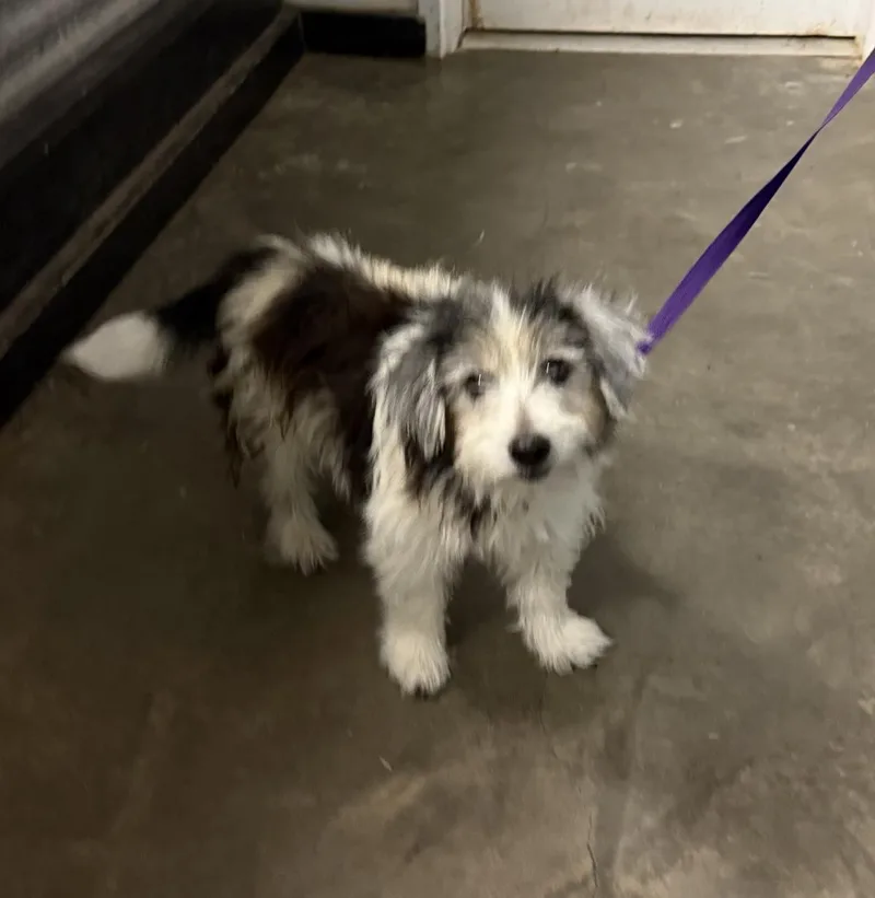 A young medium-sized female Terrier dog named Sweetie for adoption in Ozark, AL