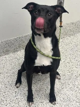 An adult large-sized male Mixed Breed dog named Lake for adoption in Atlanta, GA
