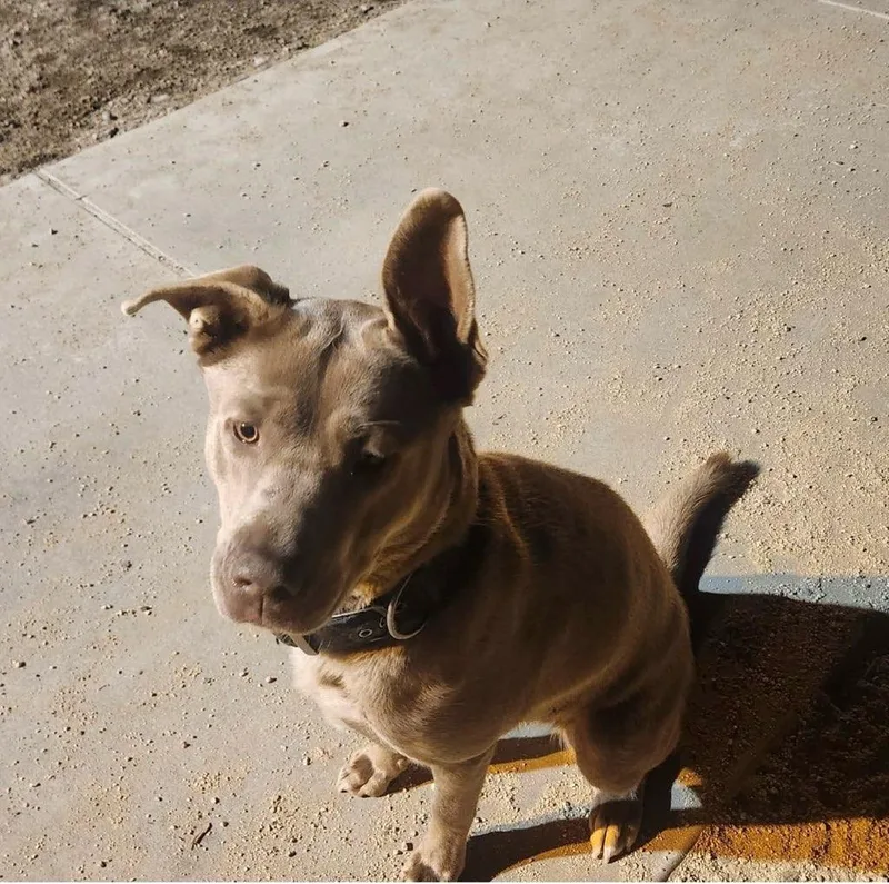 Lovely Luna!! thumbnail 4