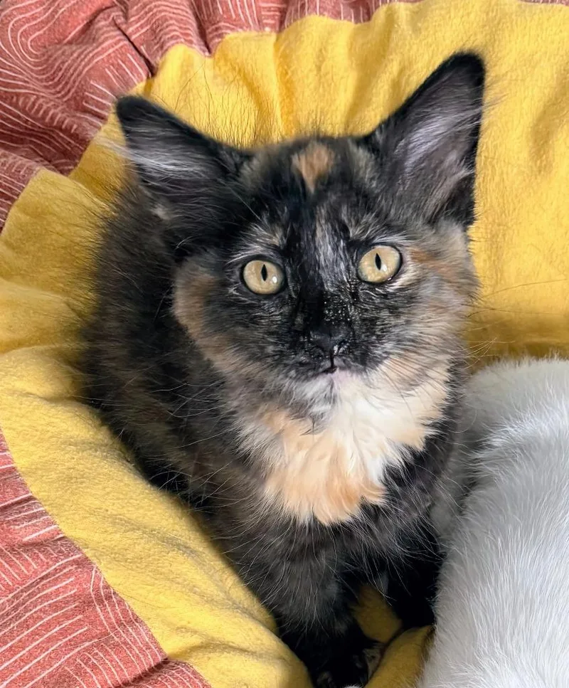 A baby small-sized female Domestic Medium Hair cat named Bindi for adoption in Salt Lake City, UT