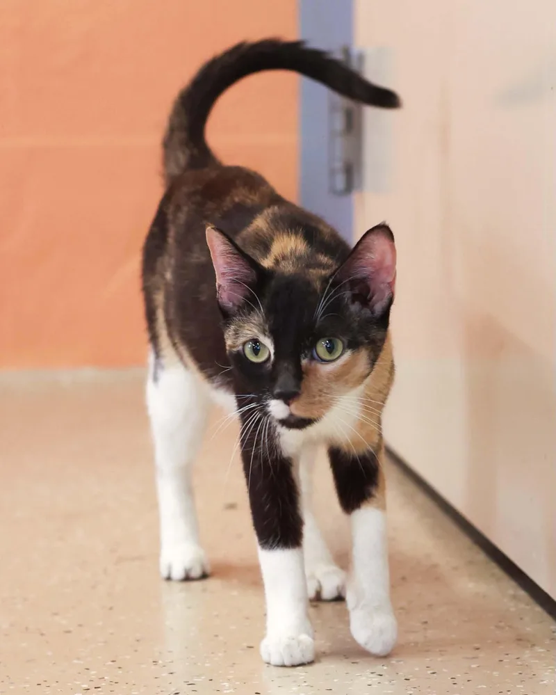 A young small-sized female Calico Domestic Short Hair cat named Zaire for adoption in Bridgeport, CT