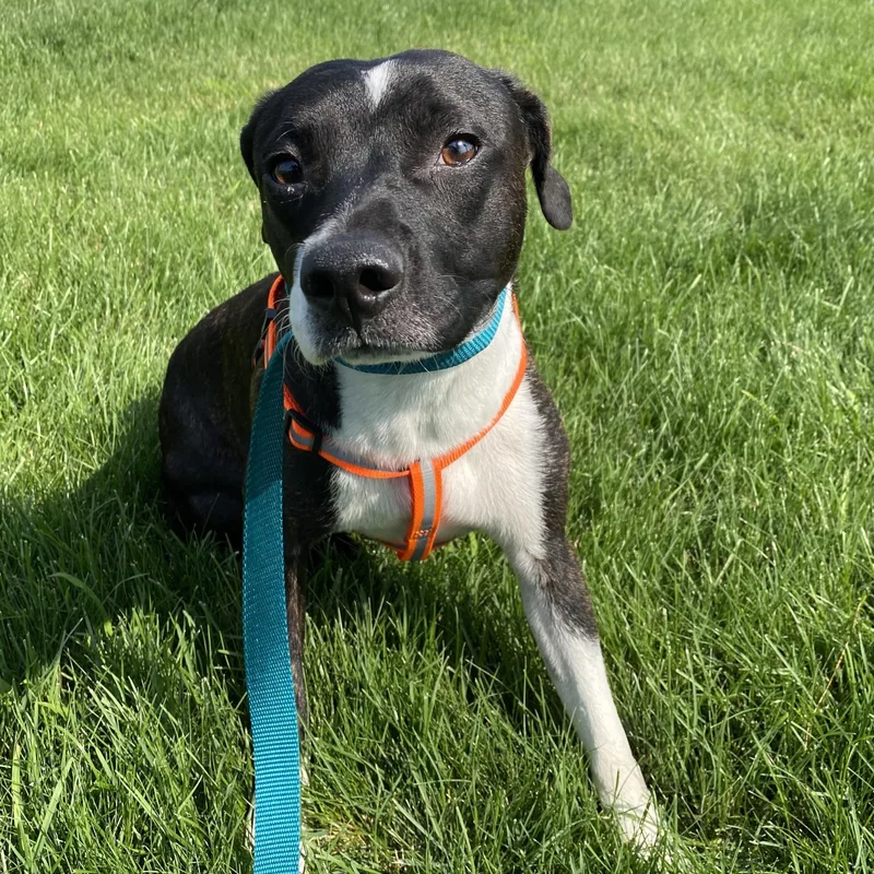 A young small-sized male Brindle Brittany Spaniel dog named Patches for adoption in Pasco, WA