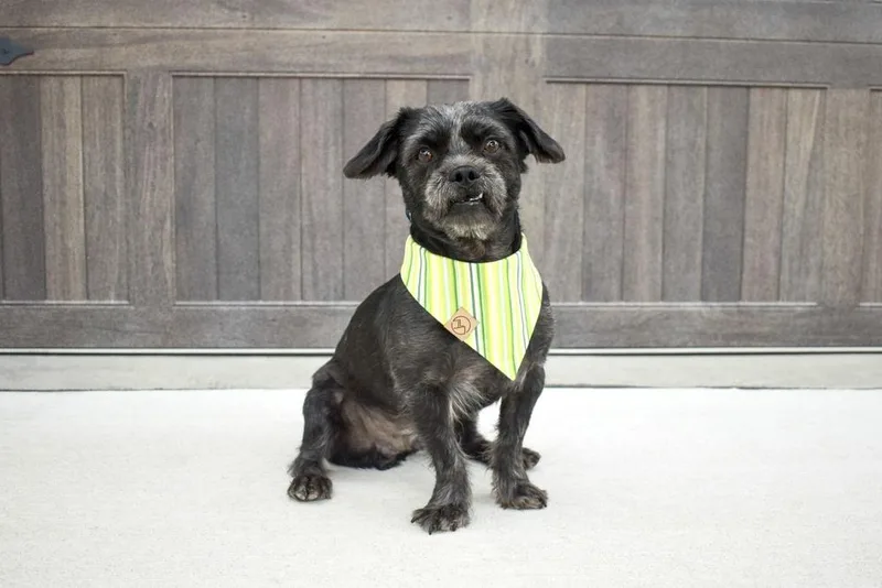 A young small-sized male Brown / Chocolate Shih Tzu dog named Perry for adoption in Frisco, TX