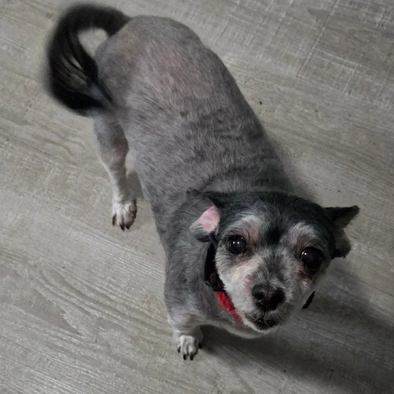 An adult small-sized female Gray / Blue / Silver Shih Tzu dog named Pixie for adoption in Olathe, KS