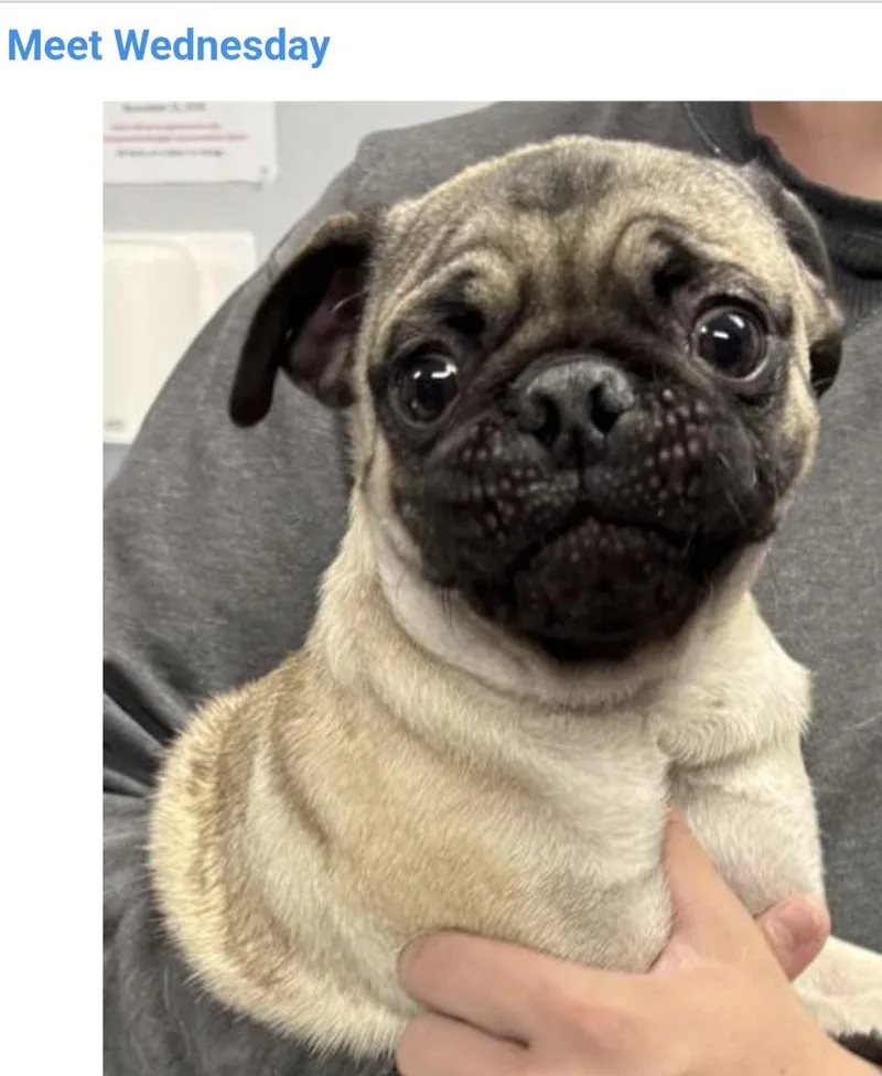A young small-sized female Pug dog named Wednesday for adoption in Salt Lake City, UT