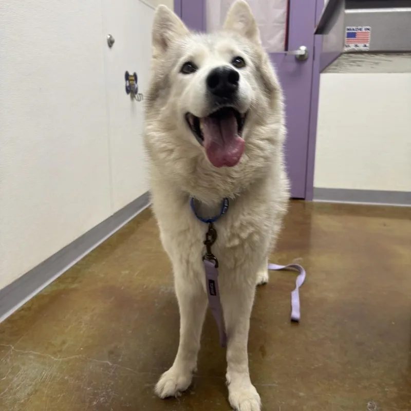 A senior large-sized male White / Cream Husky dog named Stray Hold  Yeti for adoption in Albuquerque, NM