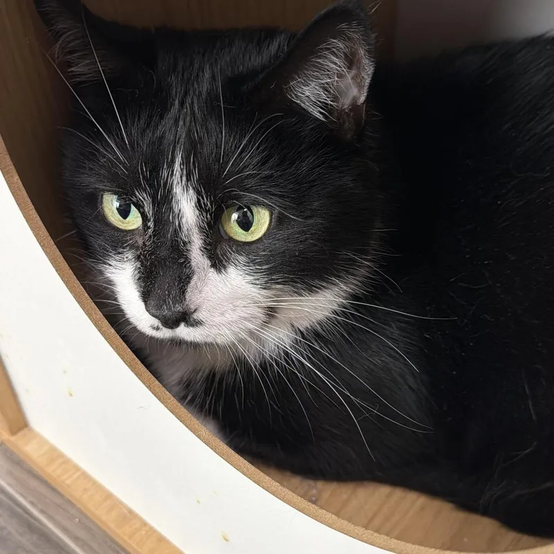 A senior large-sized male Black Domestic Short Hair cat named Max for adoption in Las Vegas, NV