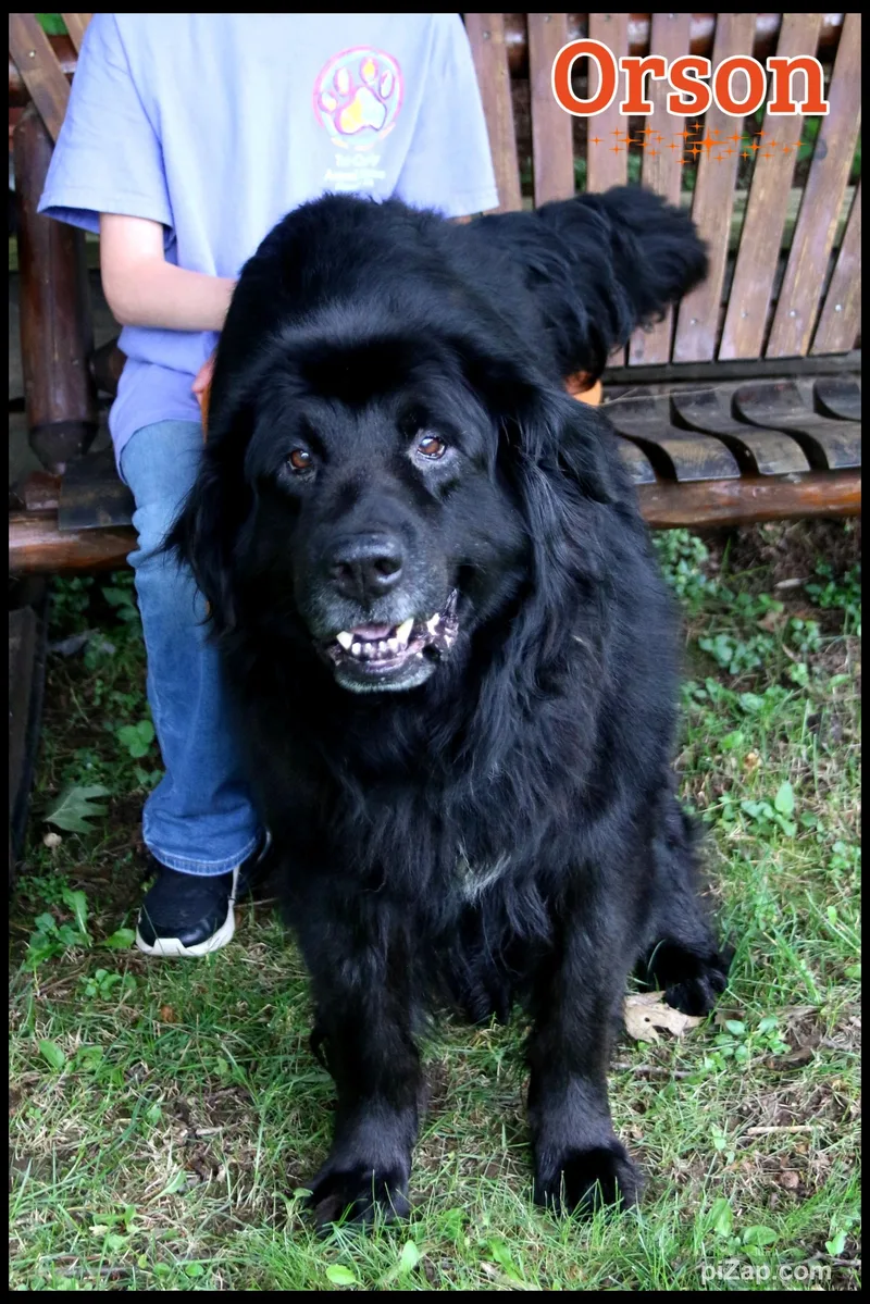 An adult large-sized male Newfoundland Dog named Orson for adoption in Shippenville, PA