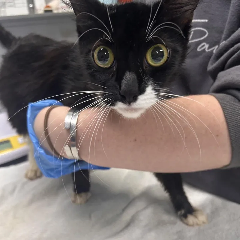 A young medium-sized female Black Domestic Short Hair cat named Isla for adoption in Summerville, SC
