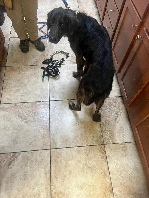 An adult large-sized male Brindle Mixed Breed dog named Warsaw for adoption in Cincinnati, OH