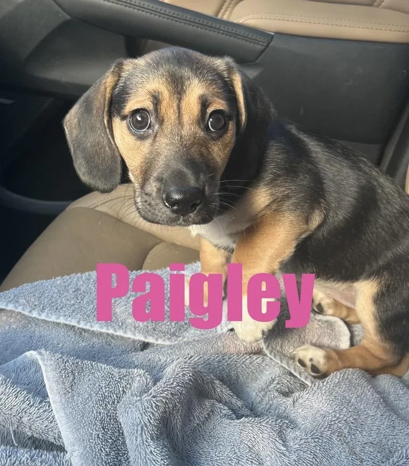 Paigley