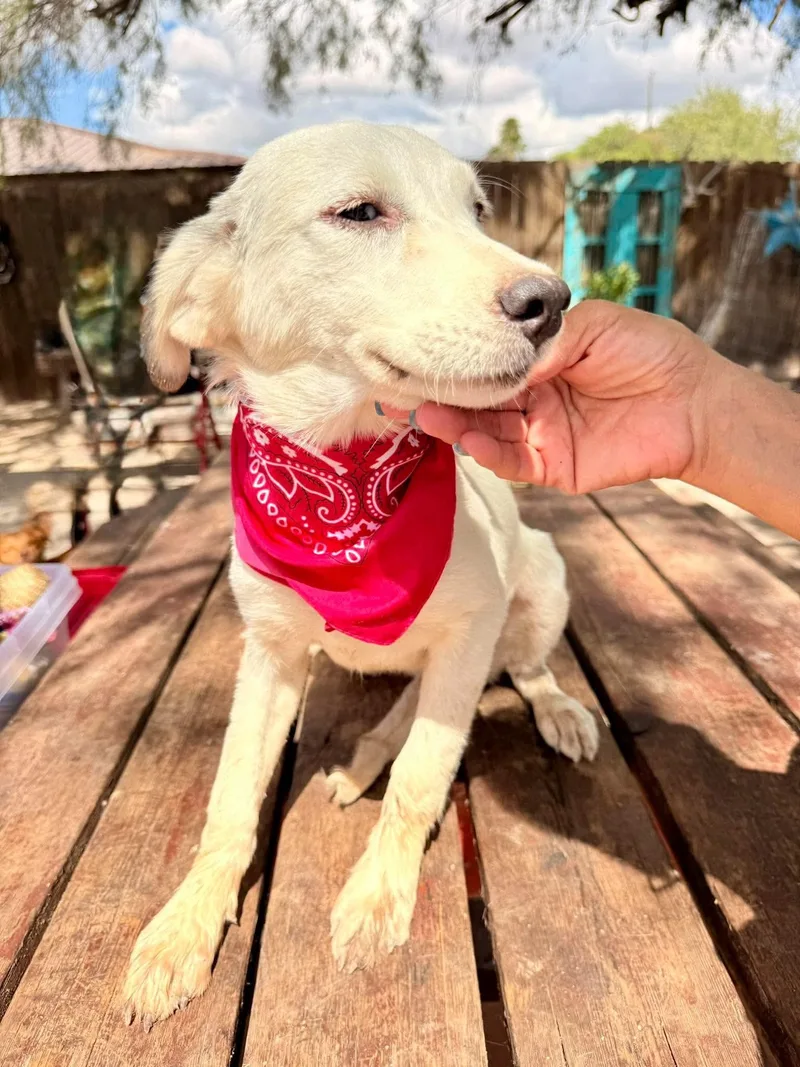A baby medium-sized female Retriever dog named Lilly for adoption in Gregory, TX