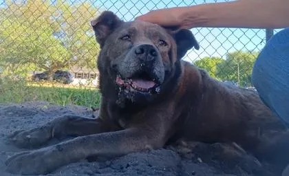 An adult medium-sized female Chow Chow dog named Mandarin for adoption in Palm Coast, FL