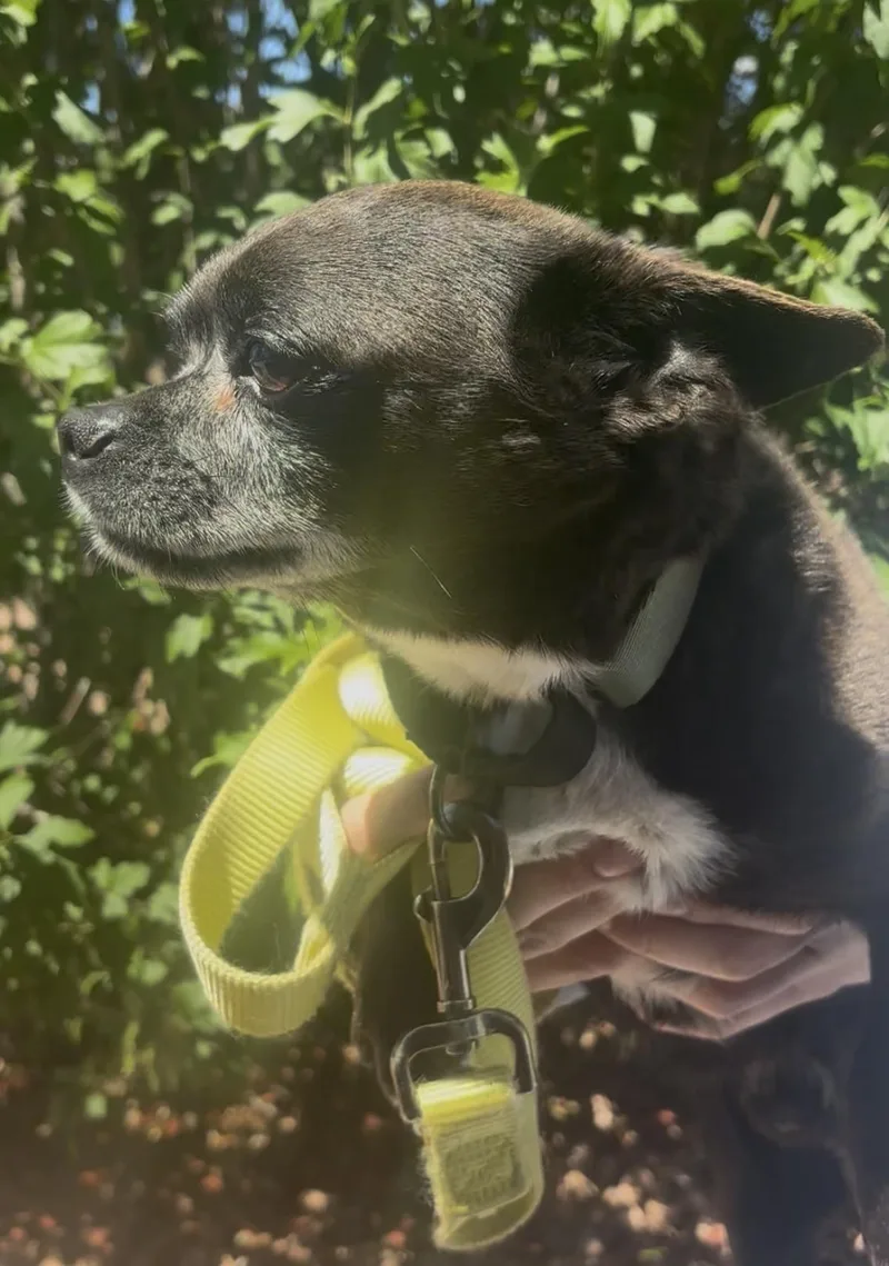 A senior small-sized male Black Chihuahua dog named Mac for adoption in Payson, AZ
