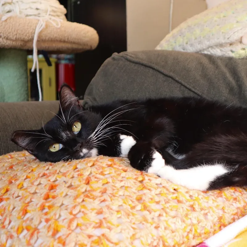 An adult small-sized male Black Domestic Short Hair cat named Crouton for adoption in Los Angeles, CA