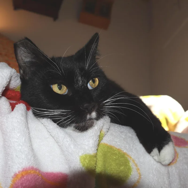 Crouton thumbnail 3