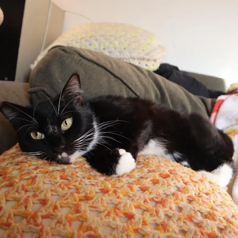 Crouton thumbnail 4