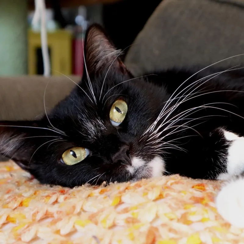 Crouton thumbnail 5