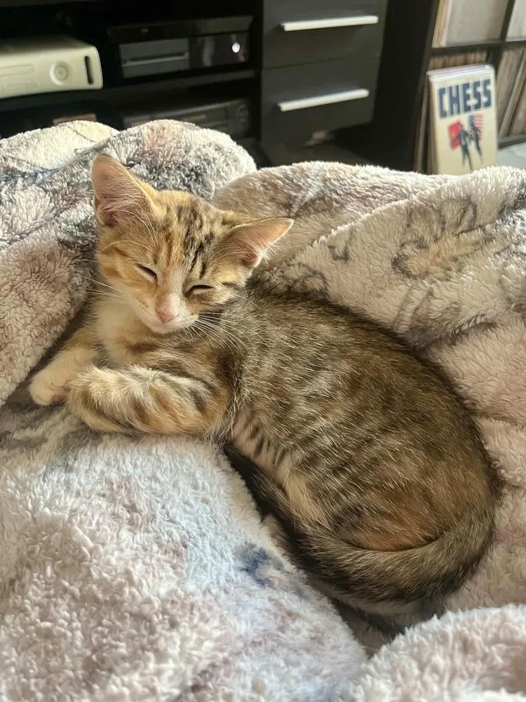 A baby small-sized female Domestic Short Hair cat named Maple for adoption in Chicago, IL