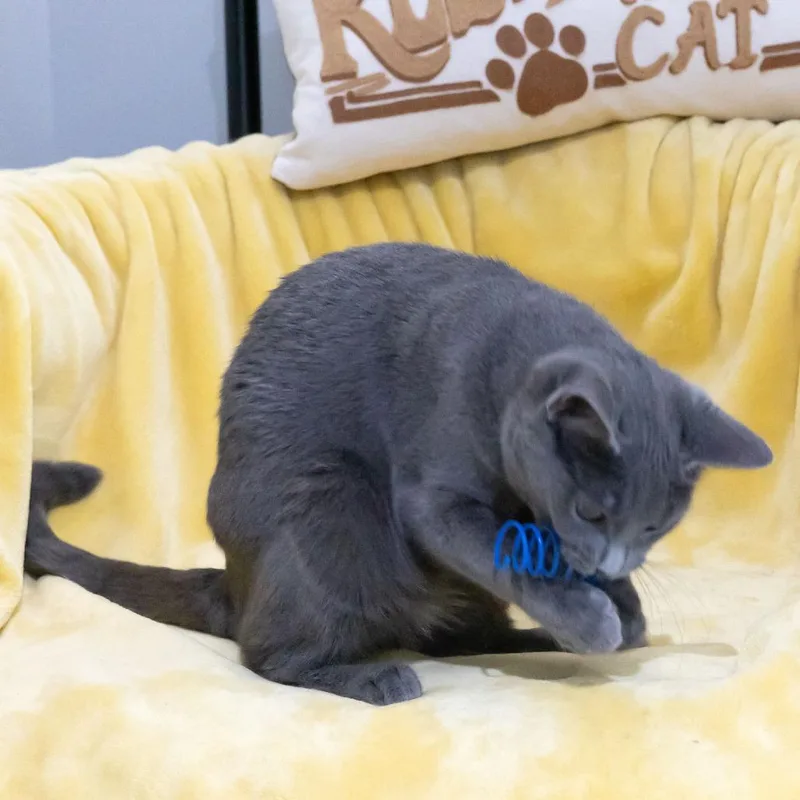 A young small-sized female Gray / Blue / Silver Domestic Short Hair cat named Ashwyn for adoption in McKean, PA