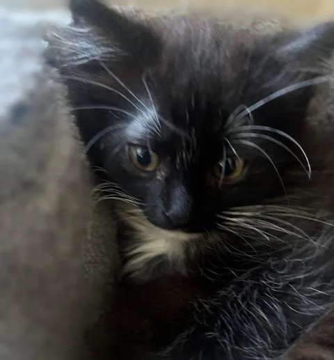 A baby small-sized female Domestic Long Hair cat named Poppi for adoption in Sacramento, CA