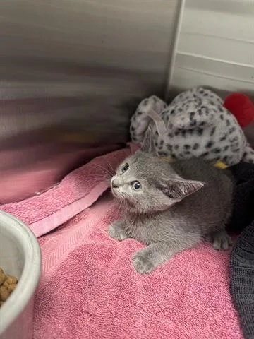 A baby small-sized female Domestic Short Hair cat named Alex for adoption in San Martin, CA