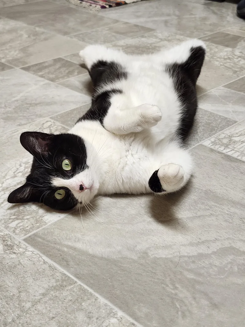 An adult medium-sized female Black & White / Tuxedo Domestic Short Hair cat named Roo for adoption in Paw Paw, MI