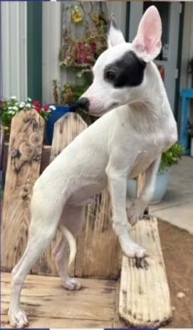 A young small-sized male White / Cream Italian Greyhound dog named Felipe for adoption in fort worth, TX