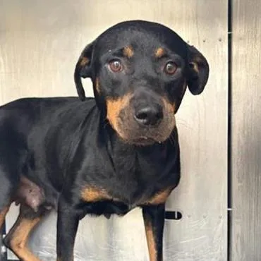 An adult extra large-sized female Rottweiler dog named Demi for adoption in San Antonio, TX
