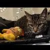A senior medium-sized female Domestic Short Hair cat named Pumpkin for adoption in Lancaster, PA