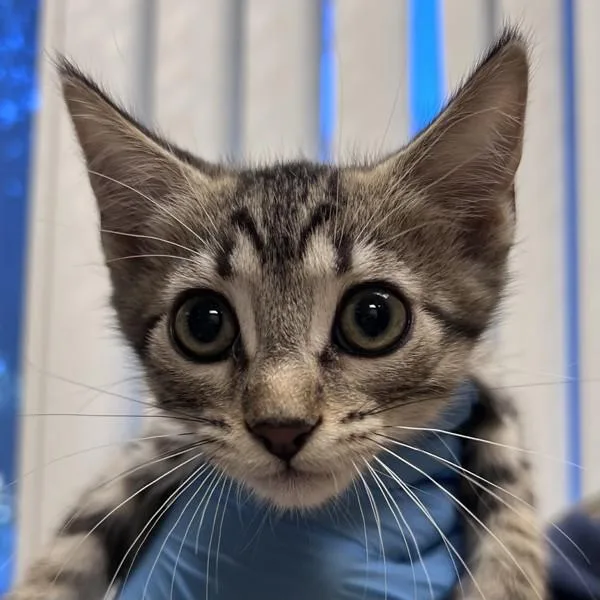 A baby small-sized male Domestic Short Hair cat named Damon for adoption in Walnut Creek, CA