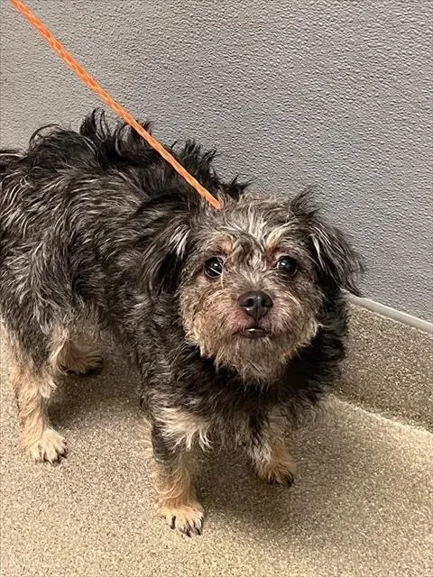 An adult medium-sized female Terrier dog named Silhouette for adoption in Las Vegas, NV