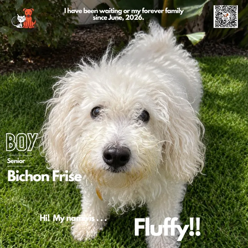 Fluffy