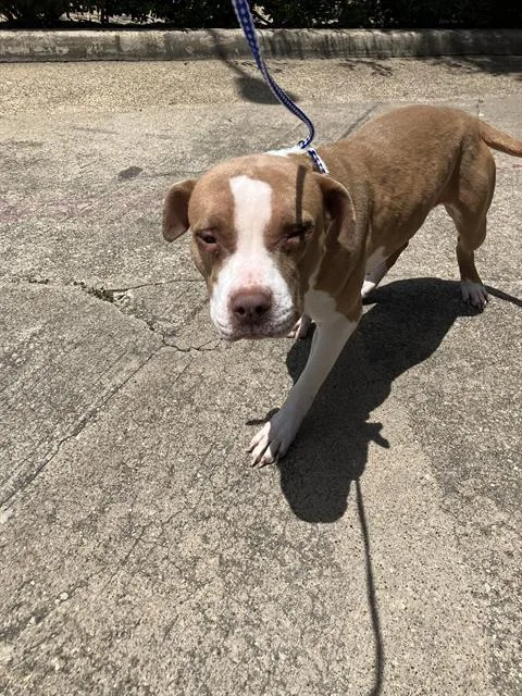 A young large-sized female Mixed Breed dog named Deana for adoption in Dallas, TX