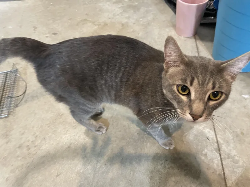 A young medium-sized male Gray / Blue / Silver Domestic Short Hair cat named Bradley and Angelina for adoption in Federal Way, WA