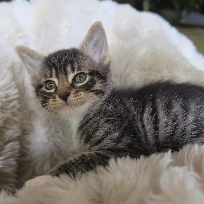 A young small-sized male Tabby (Gray / Blue / Silver) Domestic Short Hair cat named Lasso for adoption in Bentonville, AR