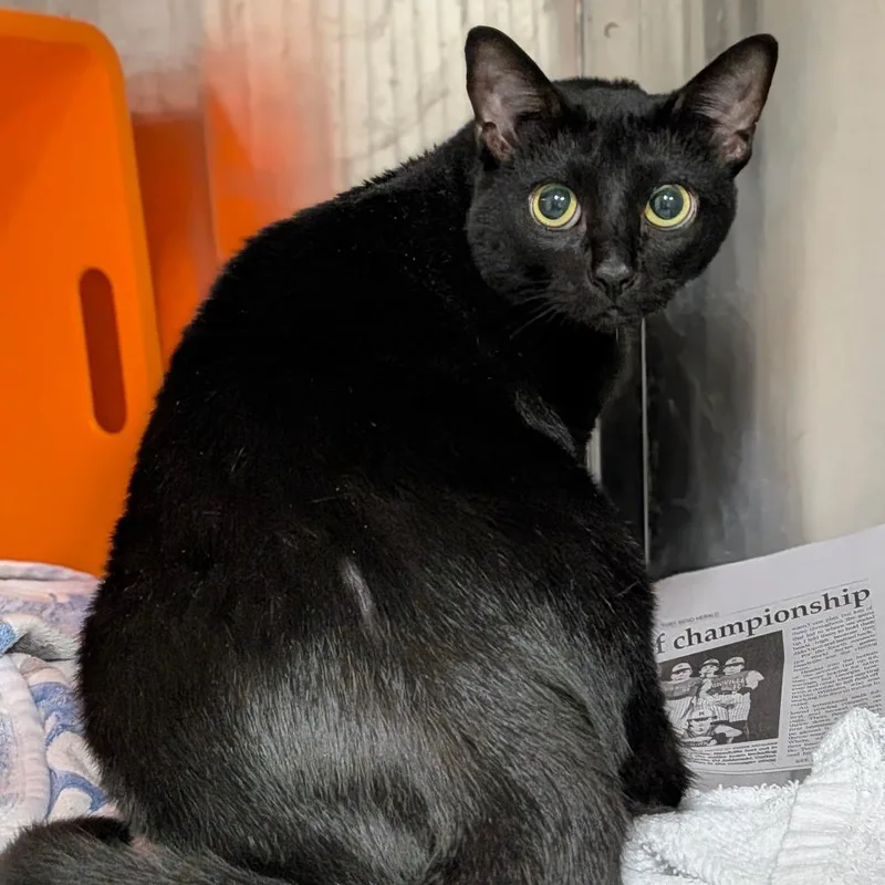 An adult large-sized female Black Domestic Short Hair cat named Noche for adoption in Houston, TX