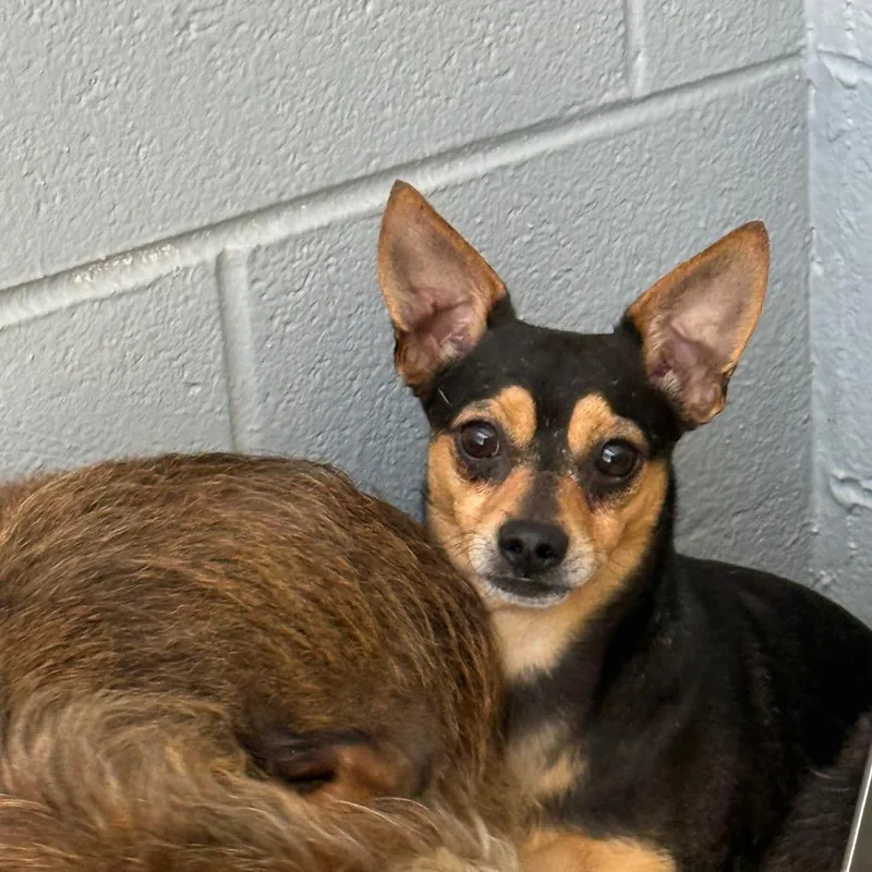 An adult small-sized male Black Chihuahua dog named Rocky Balboa for adoption in Madisonville, TN