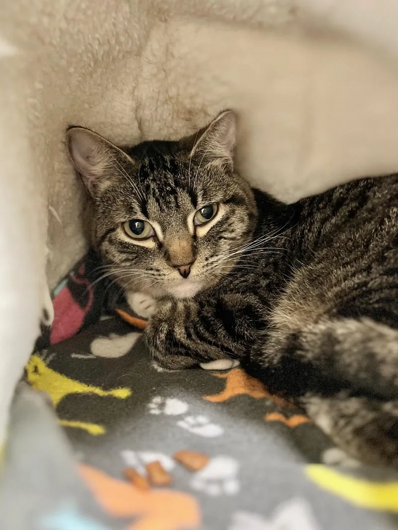 An adult medium-sized male Tabby (Brown / Chocolate) Domestic Short Hair cat named Boyboy for adoption in Boise, ID