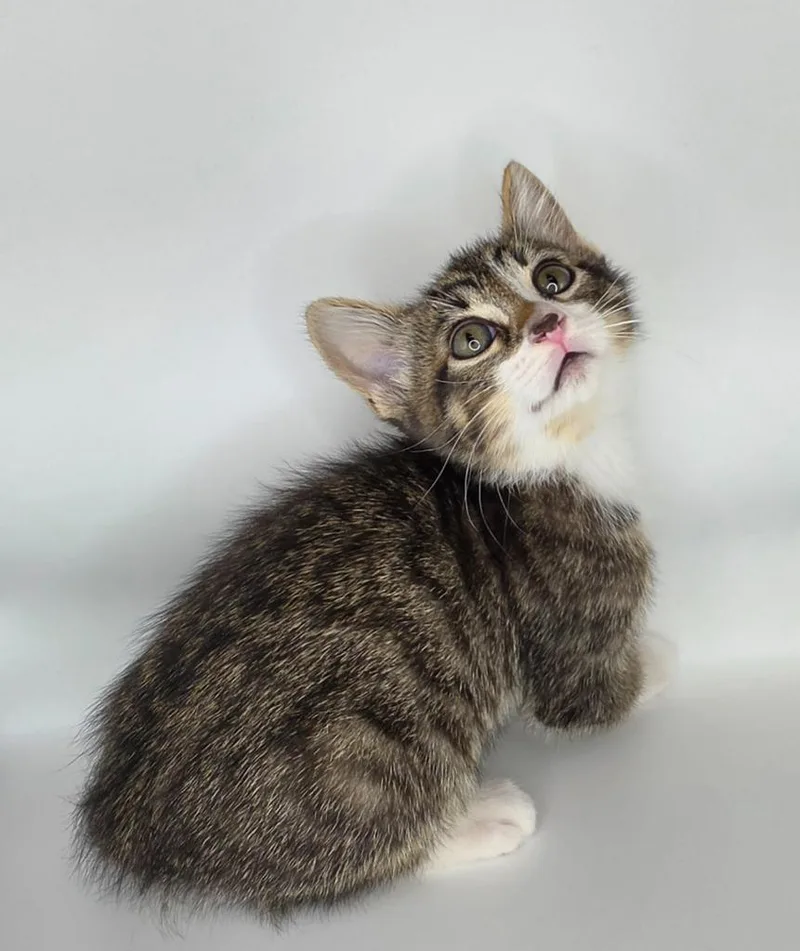 A baby small-sized male Domestic Short Hair cat named Tom for adoption in San Jacinto, CA