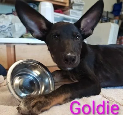 A young large-sized female Labrador Retriever dog named Goldie for adoption in Kansas City, MO