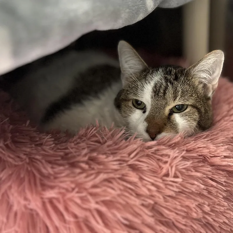 A senior extra large-sized male White Domestic Short Hair cat named Ralphie for adoption in Mentor, OH