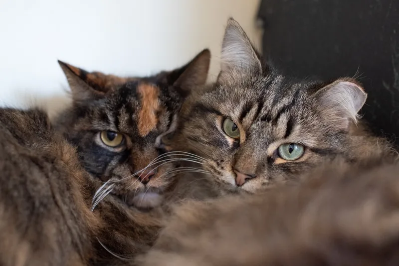 P&k:  Phoenix thumbnail 2