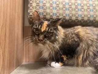 P&k:  Phoenix thumbnail 3